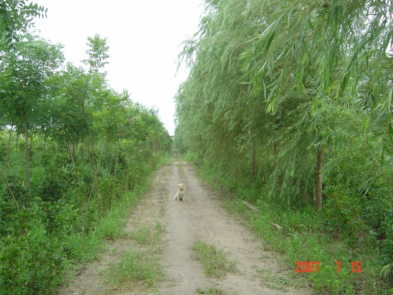 南通錦繡河山(shān)苗木(mù)基地近況 （七月）