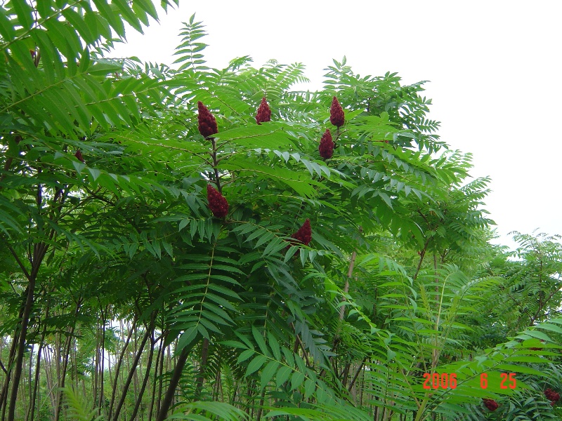 南通錦繡河山(shān)苗木(mù)基地近況（ 七月）