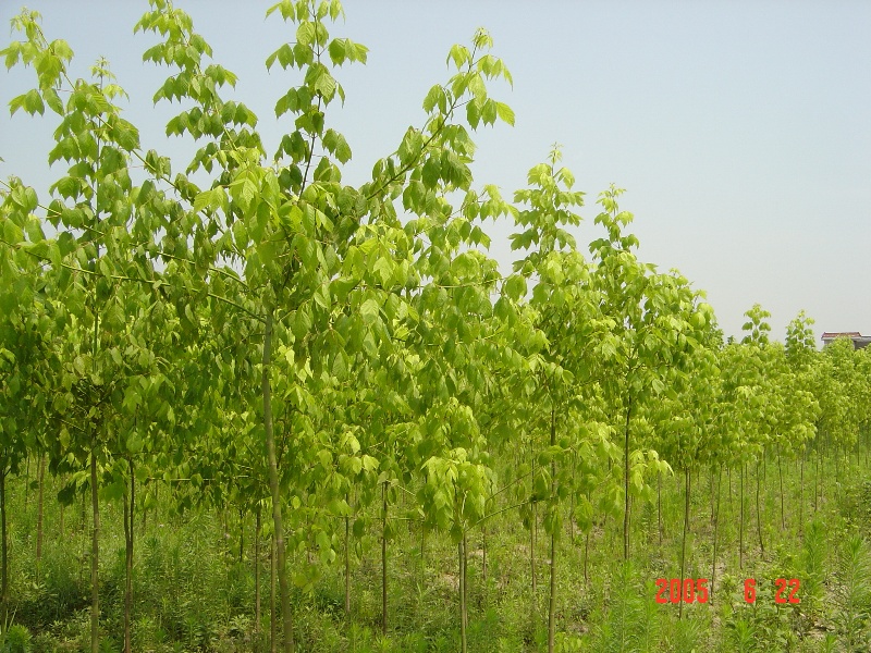 南通錦繡河山(shān)苗木(mù)基地近況（ 六月）